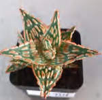 Aloe Orange Flame Jade TC | Grower's Choice, Foshan Collection