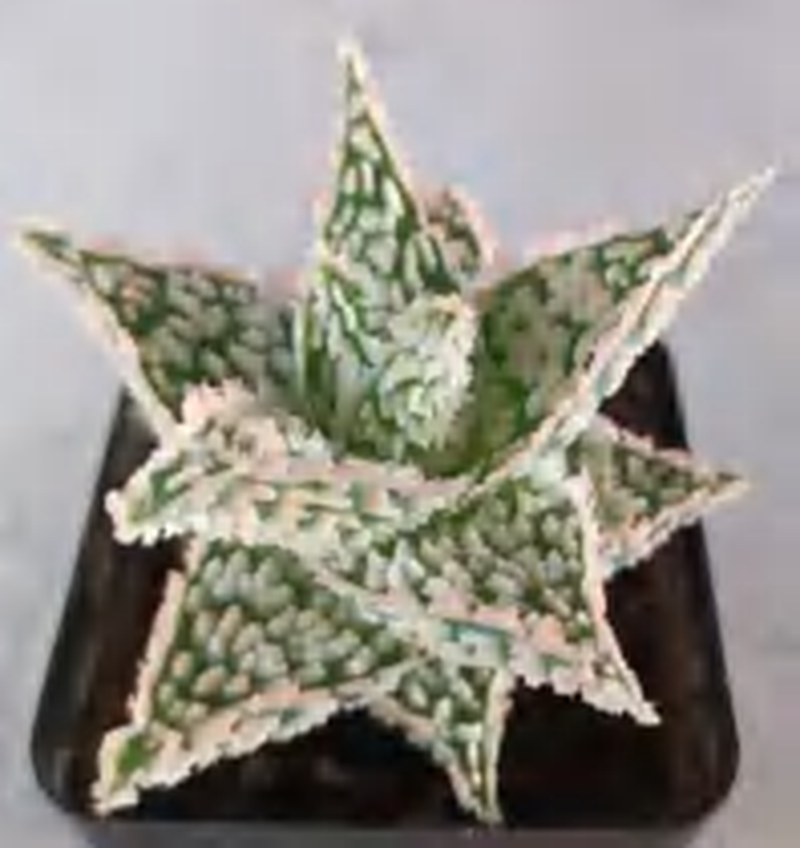 Aloe Pink Spot Star TC | Grower's Choice, Foshan Collection