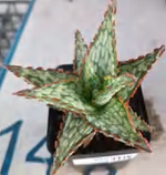 Aloe Silver Frost Sword TC | Grower's Choice, Foshan Collection
