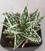 Aloe Silver Star Drop TC | Grower's Choice, Foshan Collection