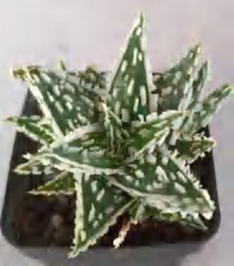 Aloe Silver Star Drop TC | Grower's Choice, Foshan Collection