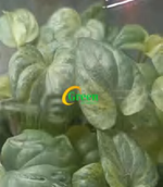 Aloe Vera TC | Grower's Choice, Foshan Collection
