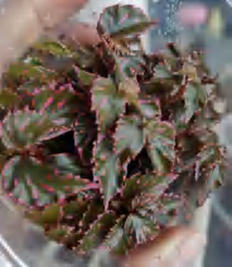 Begonia Iamrianasilver TC | Grower's Choice, Foshan Collection