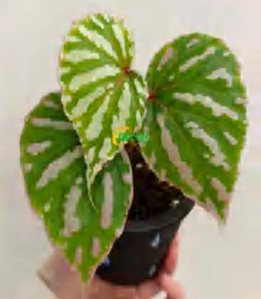 Begonia Brevirimosa TC | Grower's Choice, Foshan Collection