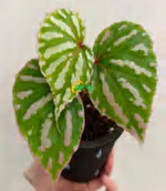 Begonia Cream Powder Vein TC | Grower's Choice, Foshan Collection