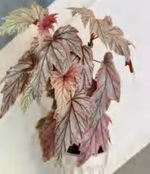Begonia Lucifer TC | Grower's Choice, Foshan Collection
