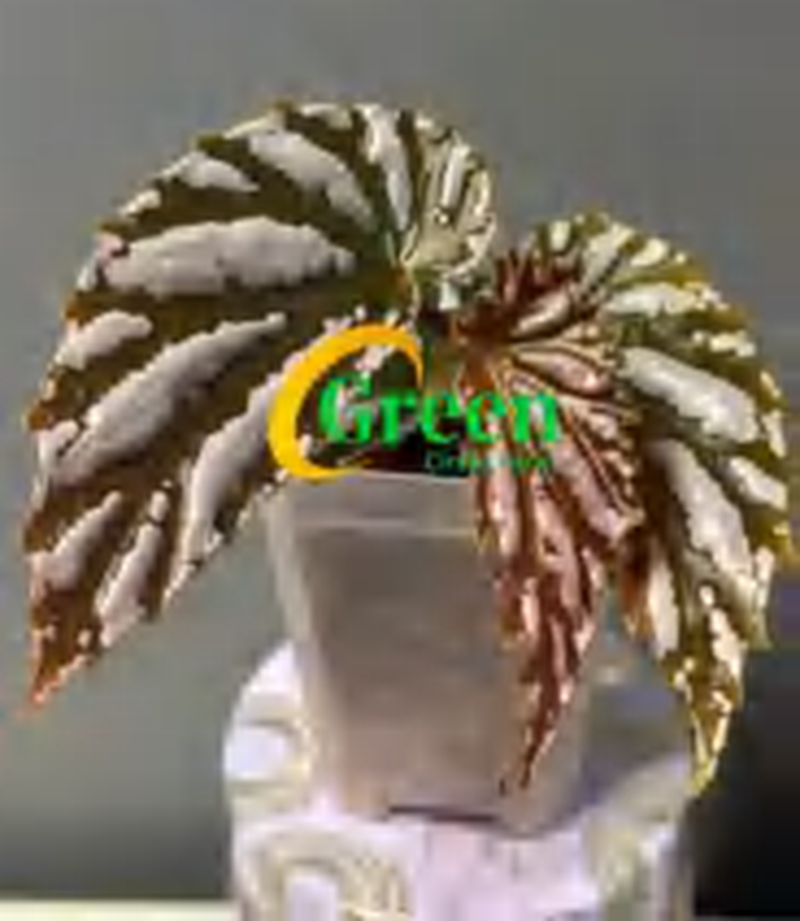 Begonia 'Snowy Autumn' TC | Grower's Choice, Foshan Collection