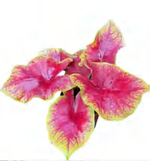 Begonia Sumatran Pastries TC | Grower's Choice, Foshan Collection