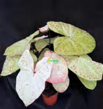 Caladium Matcha Sea King TC | Grower's Choice, Foshan Collection