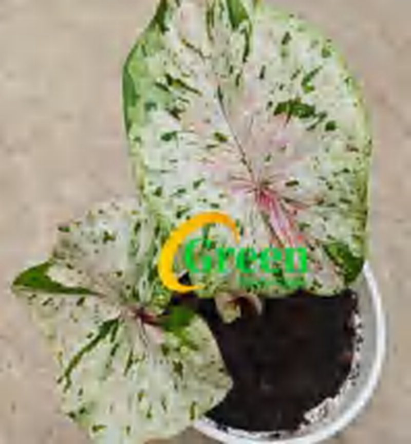 Caladium Milan TC | Grower's Choice, Foshan Collection