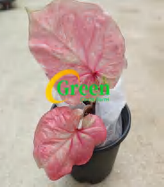 Caladium Pink Millionaire TC | Grower's Choice, Foshan Collection