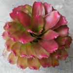 Neoregelia 'Rosy Clouds' TC | Grower's Choice, Foshan Collection