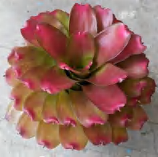 Neoregelia 'Rosy Clouds' TC | Grower's Choice, Foshan Collection