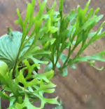 Platycerium Omo TC | Grower's Choice, Foshan Collection