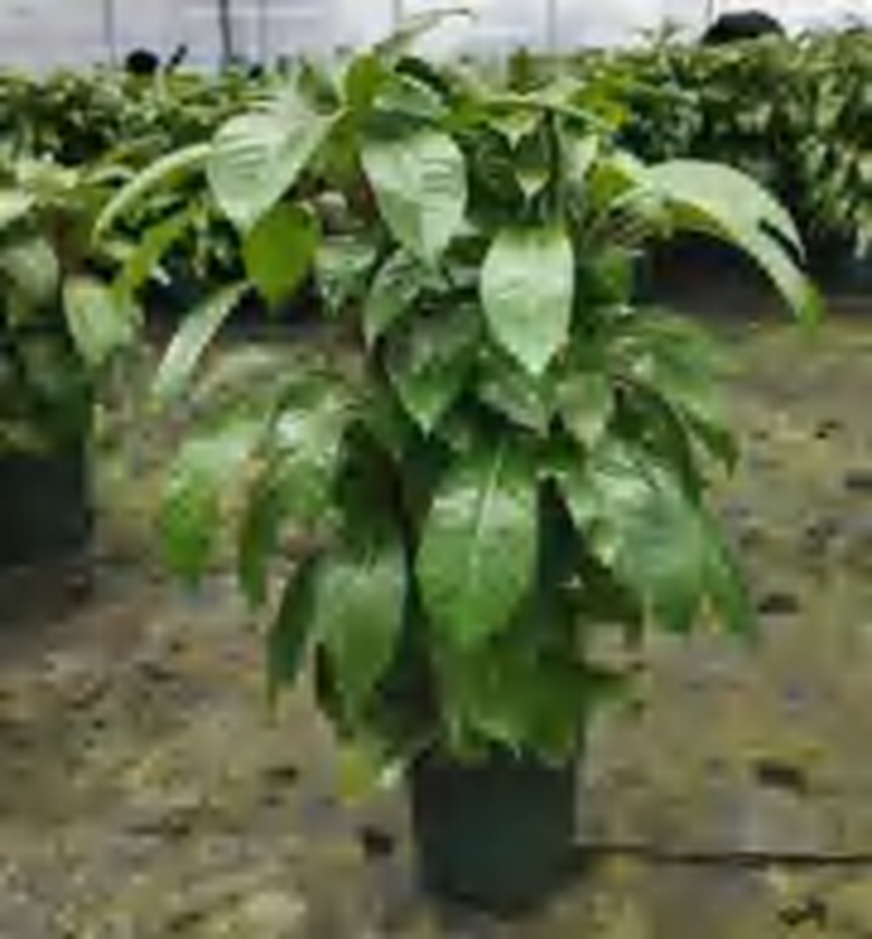 Schefflera Actinophylla TC | Grower's Choice, Foshan Collection