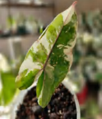 Alocasia 'Calidora Variegated Albo TC | Grower's Choice, Foshan Collection
