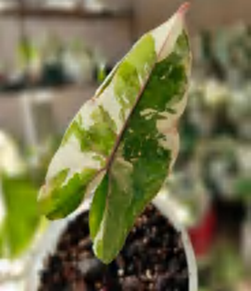Alocasia 'Calidora Variegated Albo TC | Grower's Choice, Foshan Collection