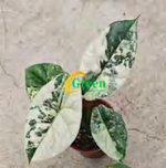 Alocasia Simpo Aurea Variegated TC | Grower's Choice, Foshan Collection