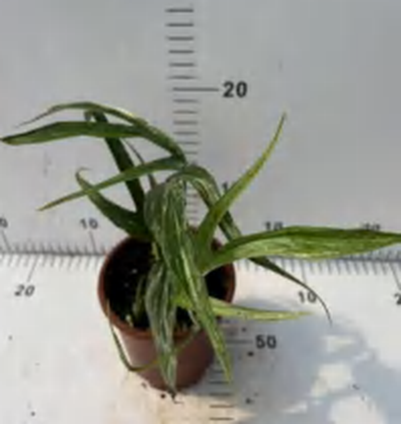 Amydrium Medium Silver Variegated TC | Grower's Choice, Foshan Collection