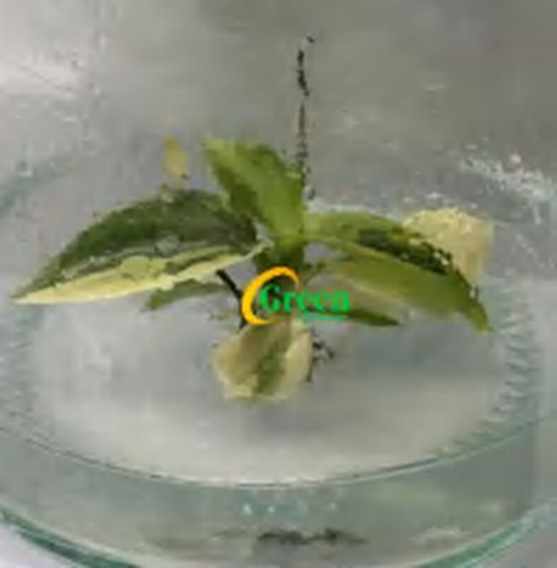 Philodendron Green Lemon TC | Grower's Choice, Foshan Collection