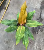 Philodendron Narrow Variegated TC | Grower's Choice, Foshan Collection