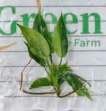 Philodendron Prince Of Orange Variegated TC | Grower's Choice, Foshan Collection