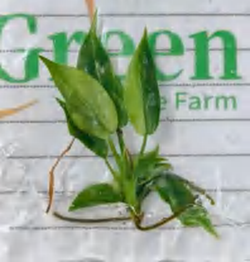 Philodendron Prince Of Orange Variegated TC | Grower's Choice, Foshan Collection