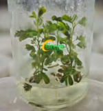 Philodendron White Wizard Aurea Variegated TC | Grower's Choice, Foshan Collection