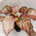 Caladium Chanel TC | Grower's Choice, Foshan Collection