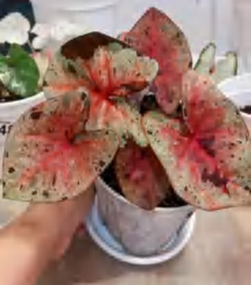 Caladium Daruma TC | Grower's Choice, Foshan Collection