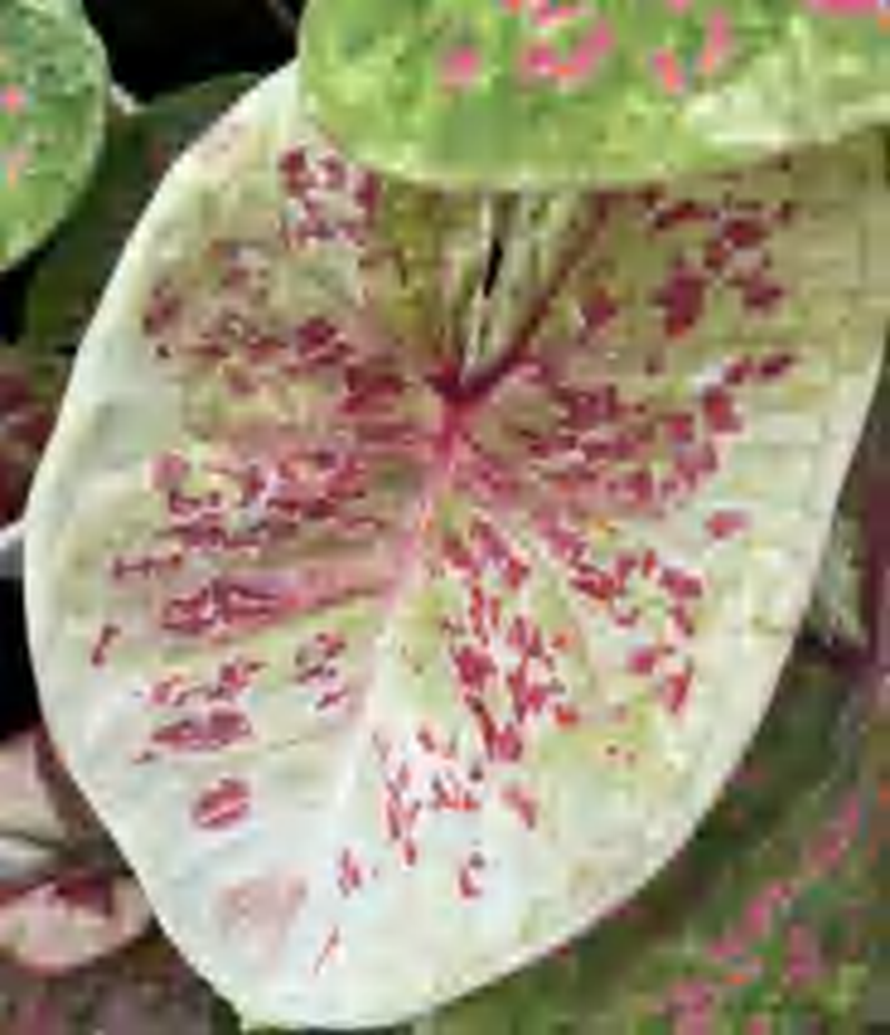 Caladium Dtp TC | Grower's Choice, Foshan Collection