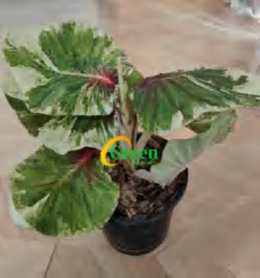 Caladium Nabobess TC | Grower's Choice, Foshan Collection