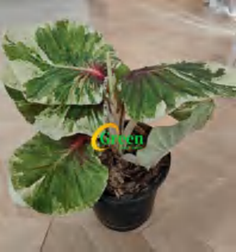 Caladium Nabobess TC | Grower's Choice, Foshan Collection