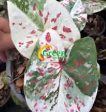 Caladium Peppermint Candy TC | Grower's Choice, Foshan Collection