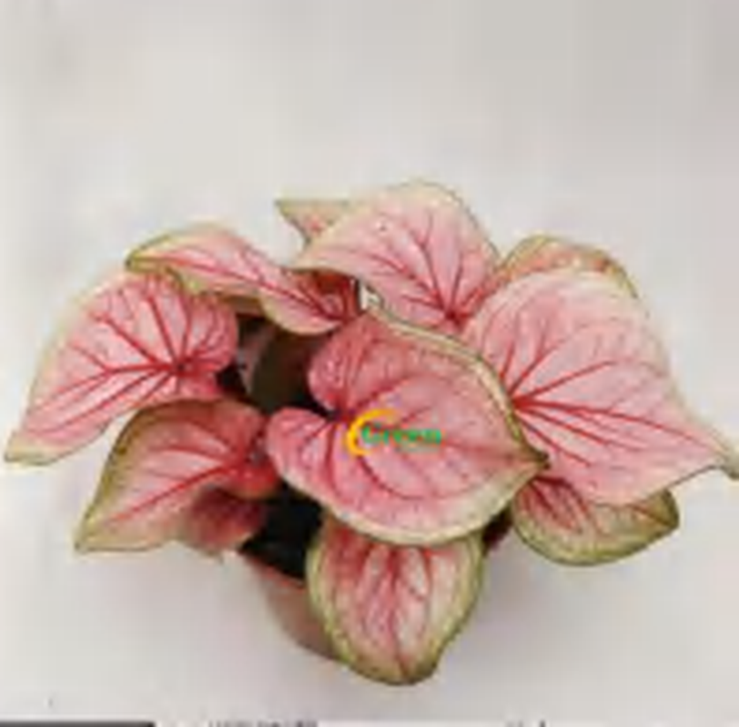 Caladium Pine Dtp TC | Grower's Choice, Foshan Collection