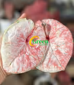 Caladium Pjt TC | Grower's Choice, Foshan Collection