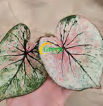 Caladium Queens Heart TC | Grower's Choice, Foshan Collection