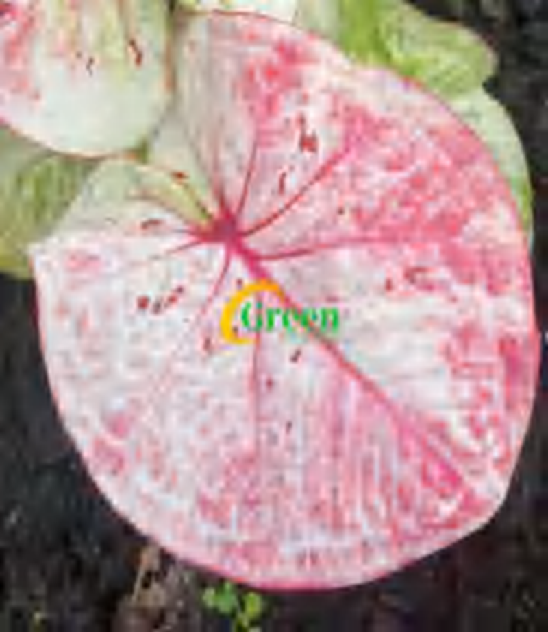 Caladium Time Magic TC | Grower's Choice, Foshan Collection