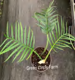 Philodendron Summer Glory TC | Grower's Choice, Foshan Collection
