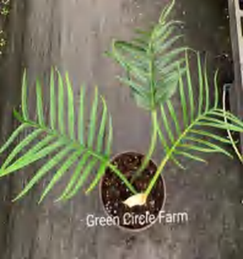 Philodendron Summer Glory TC | Grower's Choice, Foshan Collection