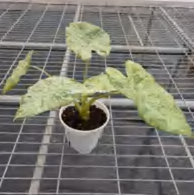 Alocasia Odora Okinawa Silver Aurea TC | Grower's Choice, Foshan Collection