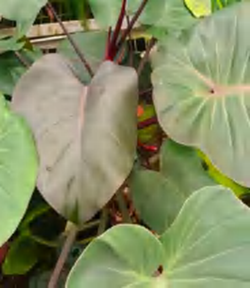 Philodendron Purple Apple TC | Grower's Choice, Foshan Collection