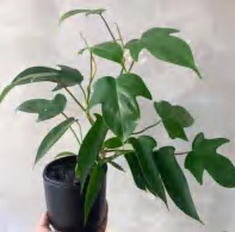 Philodendron Fat Boy TC | Grower's Choice, Foshan Collection