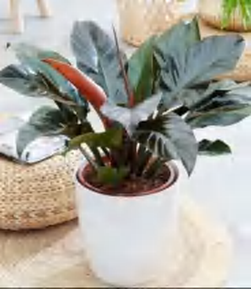 Philodendron Jerry Horne TC | Grower's Choice, Foshan Collection