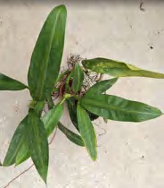 Philodendron Cuckoo TC | Grower's Choice, Foshan Collection