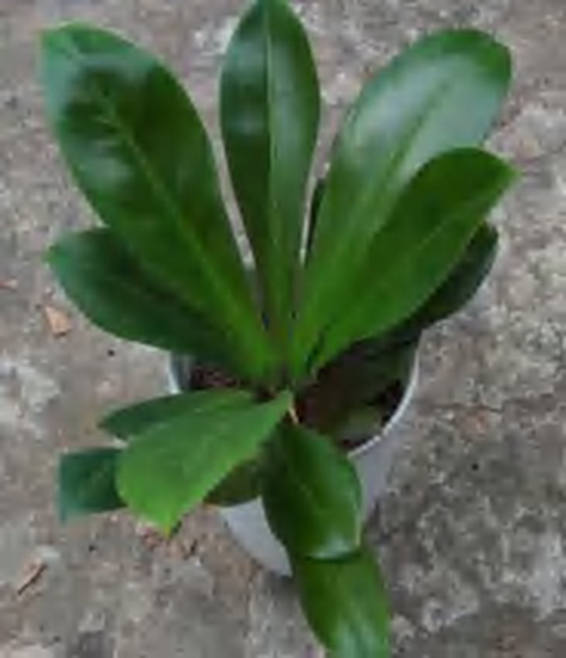 Philodendron Lumpinum TC | Grower's Choice, Foshan Collection