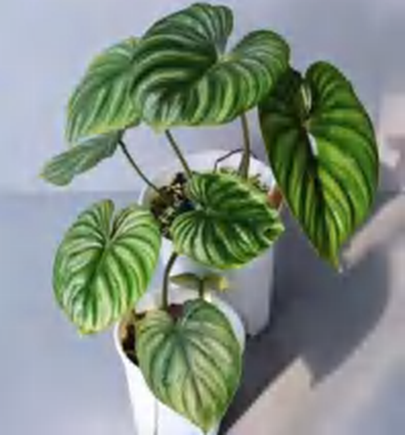 Philodendron Patriciae TC | Grower's Choice, Foshan Collection