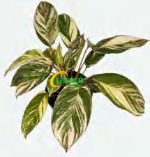 Calathea 'Ice Rainbow' TC | Grower's Choice, Foshan Collection