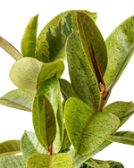 Ficus elastica 'Shivereana' | Seller's Choice, Hong Kong Collection