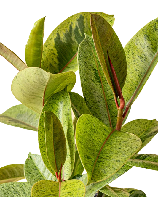 Ficus elastica 'Shivereana' | Seller's Choice, Hong Kong Collection